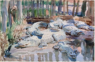 Muddy Alligators